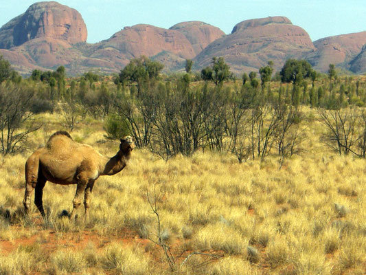 Dromadaires dans l'outback