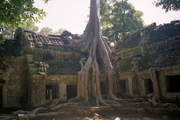 Ficus devorant le Bayon, Angkor, Cambodge
