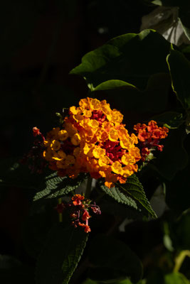 prachtige bloemen