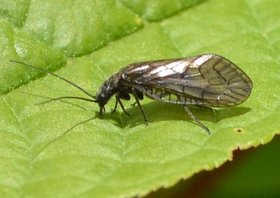 Gemeine Schlammfliege