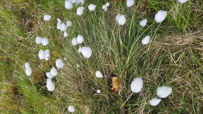 schmalblättriges Wollgras oder Eriophorum Angustifolium