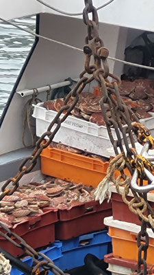 Fischer gerade eingelaufen, denke Jakobsmuscheln