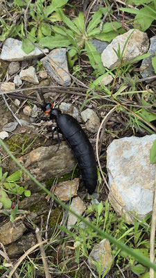 Bemberomeloe Insignis