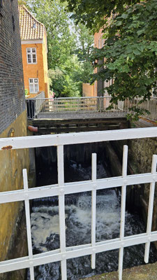 Ribe