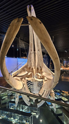 Skelett eines Wals