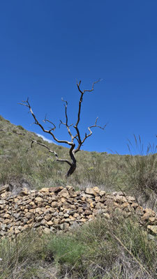 toter Baum