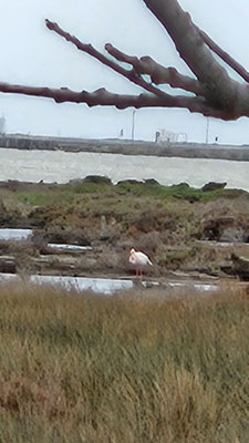 Flamingo 