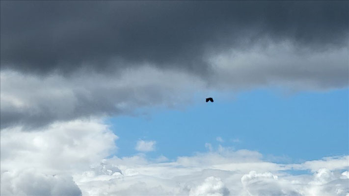 Seeadler