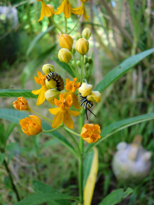 Indianer-Seidenpflanze gelb Asclepia