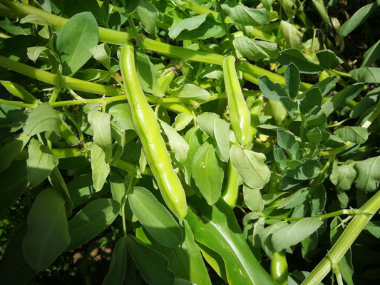 haba-grandes-maduros-en-la-planta