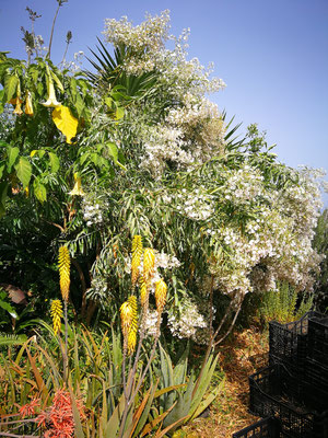 aloe-vera-flores-amarillas-arbusto-grande-de-anuel-con-muchas-flores-blancas