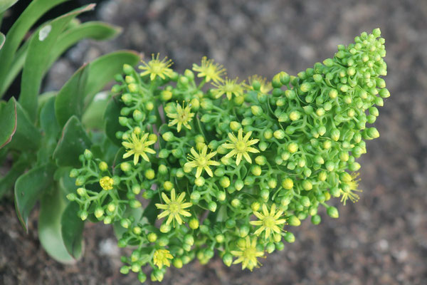 Aeonium arboreum holychrysum - "bejeque"