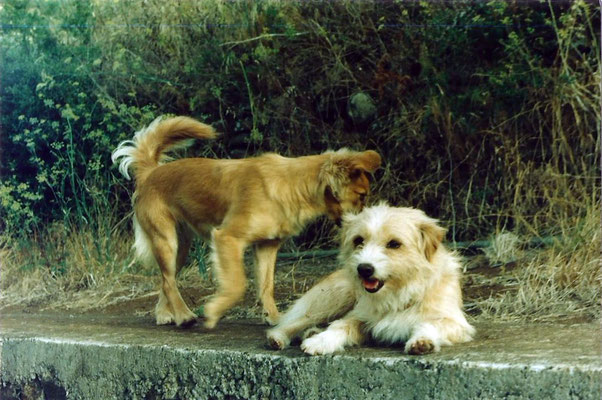 Susi und Estrella - adoptierte Hunde
