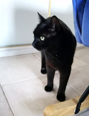 gato-negro-ottra-vez-de-buena-salud