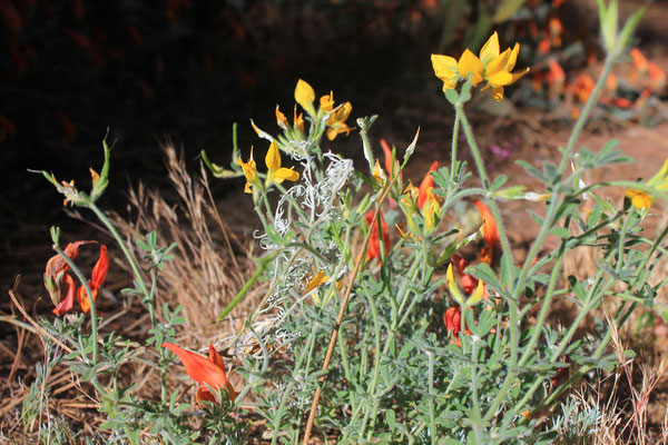 flora-endemica-la-palma