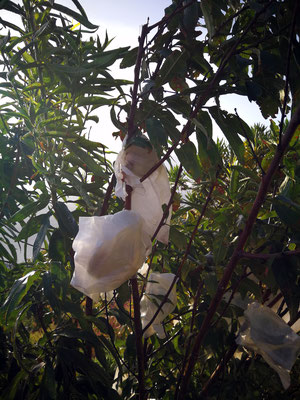 duraznos-protegidas-en-bolsas-de-papel-en-el-arbol