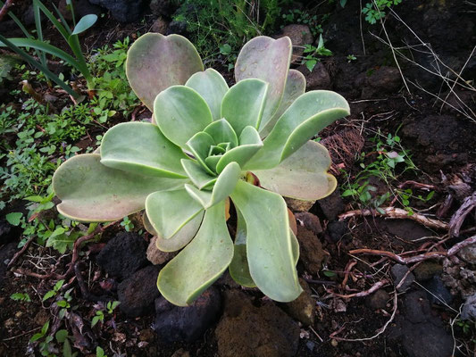 aeonium-bejeque-la-palma