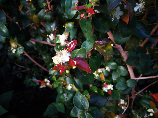 flores-blancas-en-el-arbol-pitanga