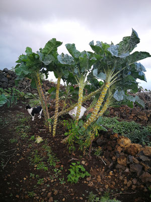 col-abierta-de-buen-tamano-con-tronco-gato-blanco-y-negro-debajo