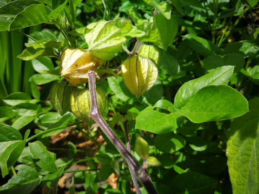 physalis-frutas-en-el-arbusto