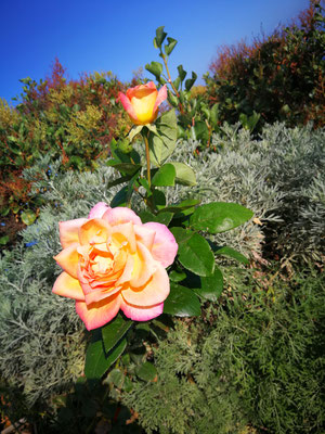 Naturgarten - Rosen und Kanarischer Weihrauch