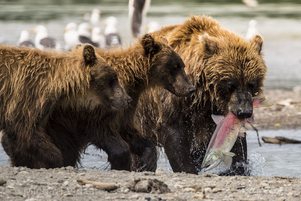 Bären in Kamtschatcha, Russland