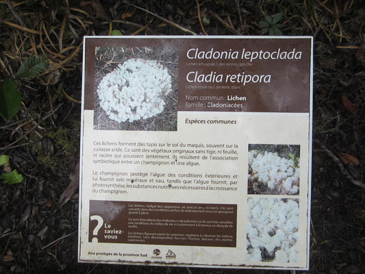 Cladonia Leptocladia