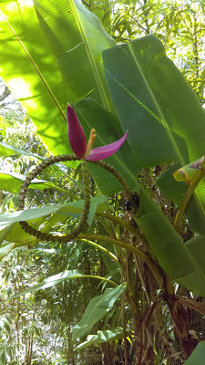 Bananier en fleurs