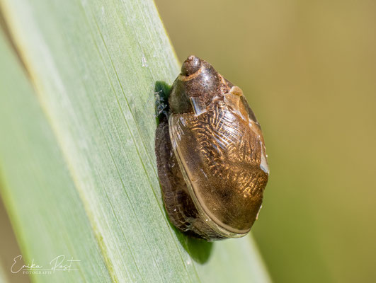 Bernsteinschnecke