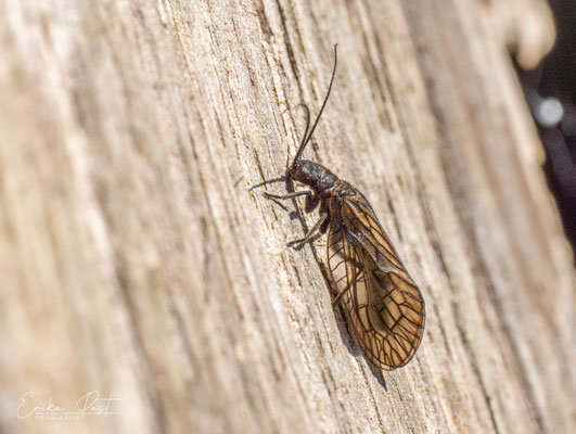 Schlammfliege