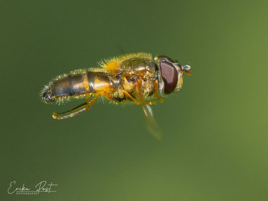 Zweiband-Wiesenschwebfliege