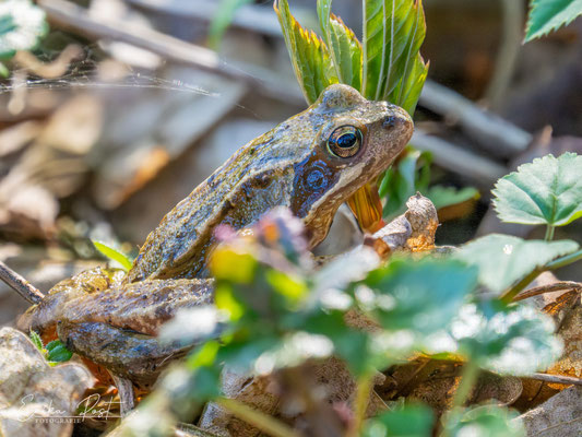 Grasfrosch