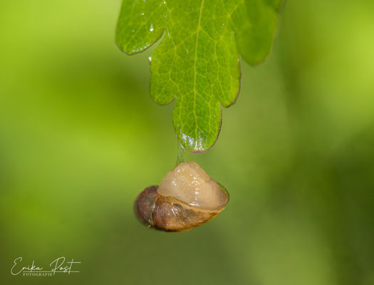 Bernsteinschnecke
