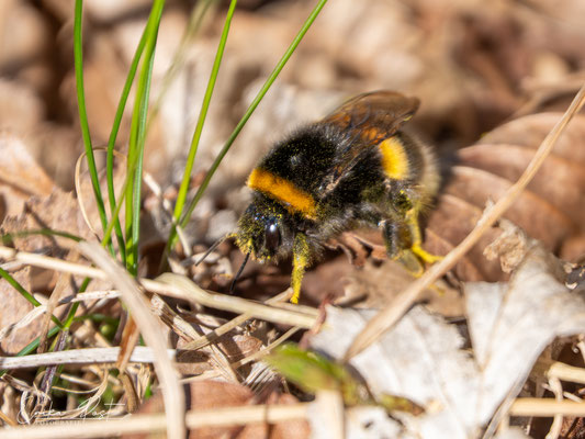 Erdhummel