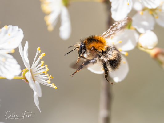 Ackerhummel