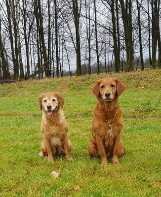 Archiv 2019 Professionelle Tiergestutzte Therapie Tiergestutzte Geistige Fitness