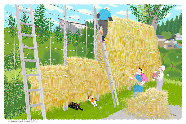 たびねこイラスト-45　秋の天日干し