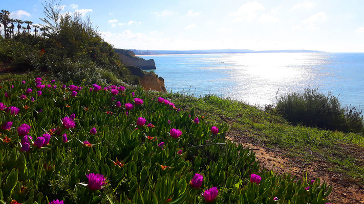 Lots of walking paths along the cliffs.