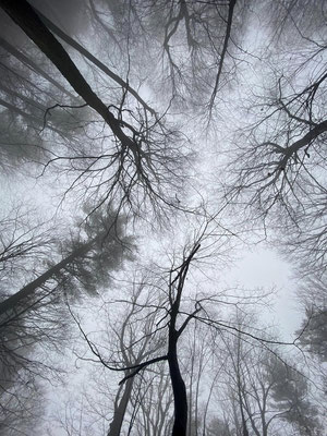 Les arbres dégarnis sous un ciel gris