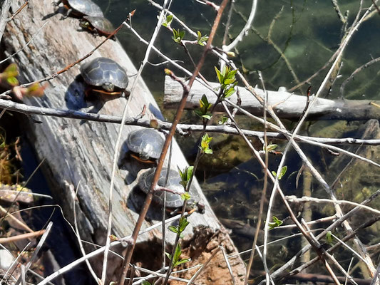 Des tortues en bordure de la rivière