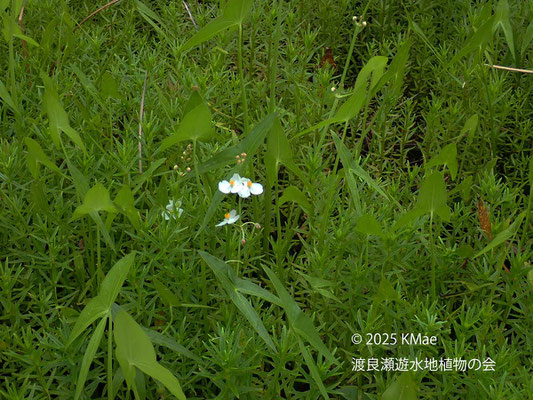 オモダカの白い花