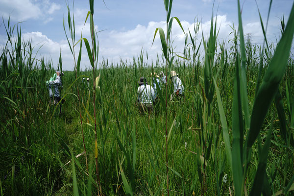 除草作業中