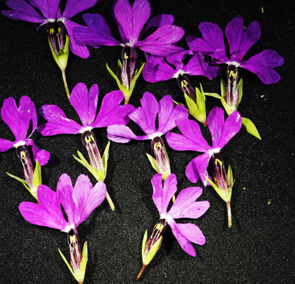 等花柱花