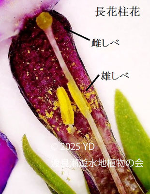 長花柱花の花の断面　