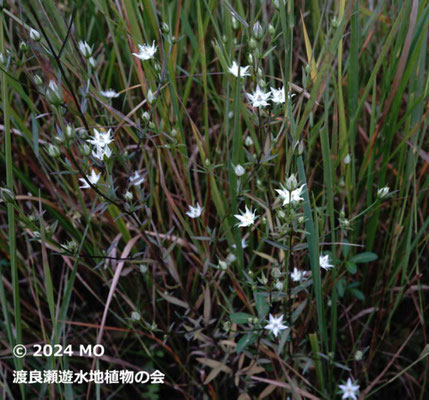 花つきのよいイヌセンブリ