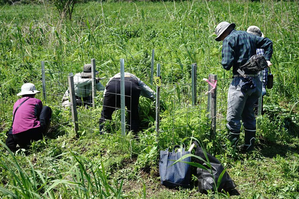 皆で除草の作業
