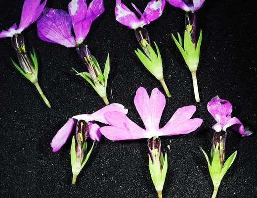 長花柱花
