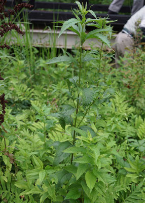 絶滅危惧種のフジバカマ（開花は9月)