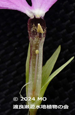 サクラソウ短花柱花