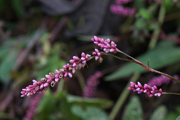 イヌタデの花